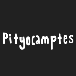 Pityocamptes