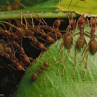Avispas y hormigas culonas