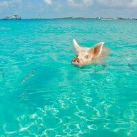 Cerdos en el agua