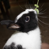 Conejo blanco con manchas negras