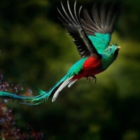 Pájaro Quetzal
